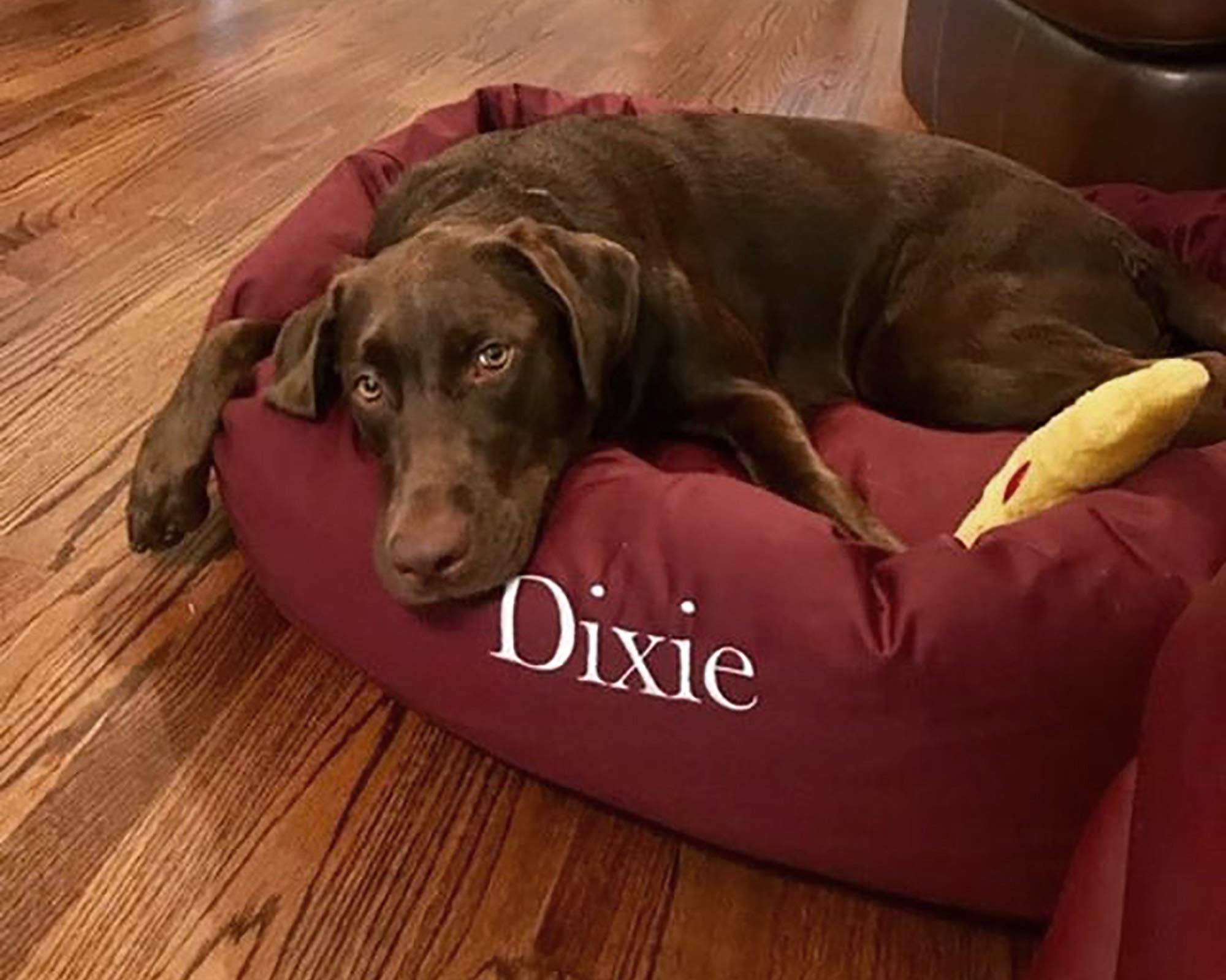 Majestic Pet Personalized Extra Large Burgundy Pet Bagel Dog Bed - Machine Washable - Soft Comfortable Sleeping Mat - Durable Br